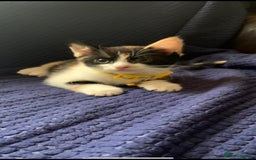 Mixed Breed cats for sale: Kittens - Image 1