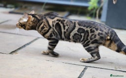 Bengal cats for sale: Looking for the best homes for our retired Bengals - Image 7