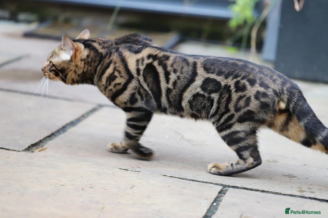 Bengal cats for sale: Looking for the best homes for our retired Bengals - Image 7