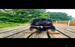 Tibetan Mastiff dogs for sale: 6 Tibetan Mastiff Puppies - Image 7