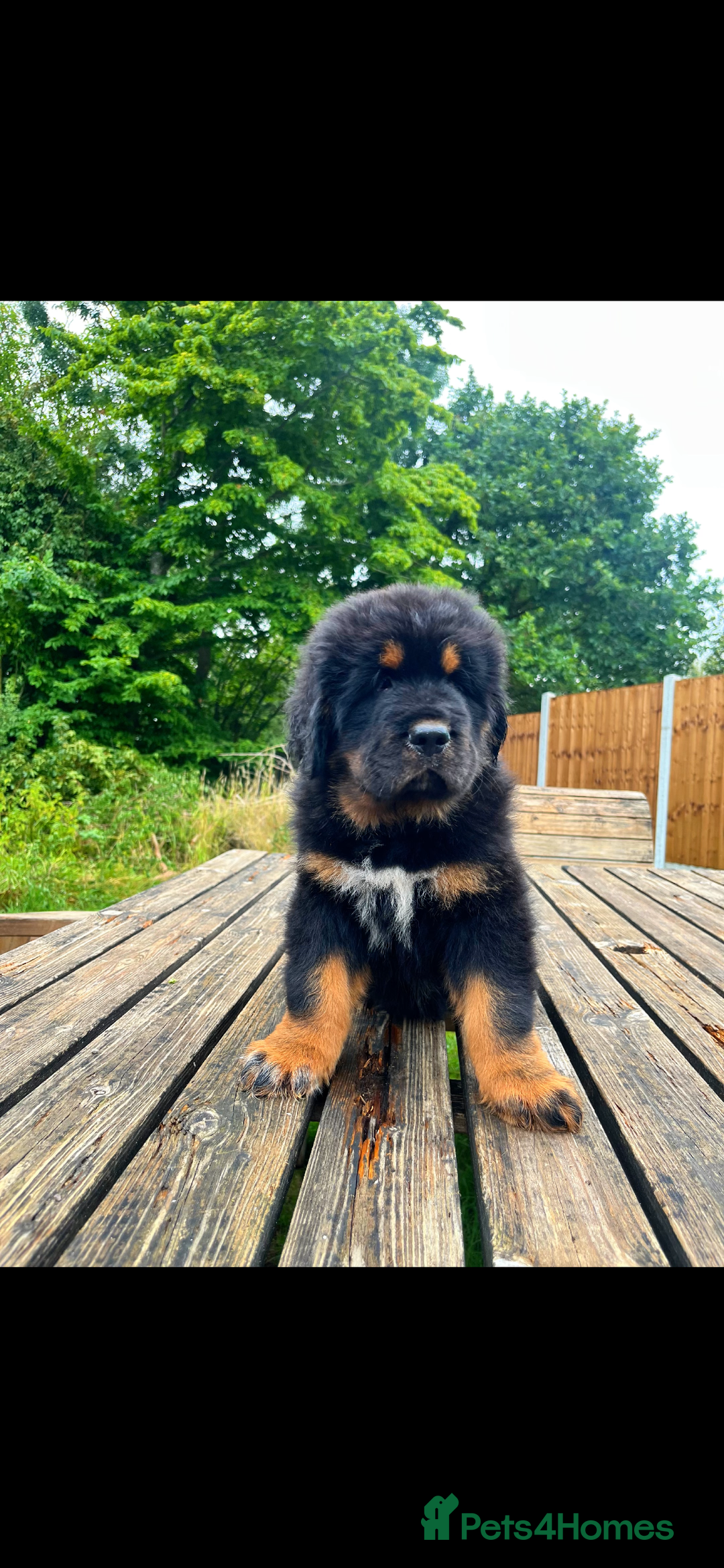 Tibetan Mastiff dogs for sale: 6 Tibetan Mastiff Puppies - Image 7