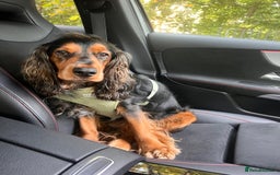 Cocker Spaniel dogs for sale: Rocky - 4.5 year old cocker spaniel - Image 2