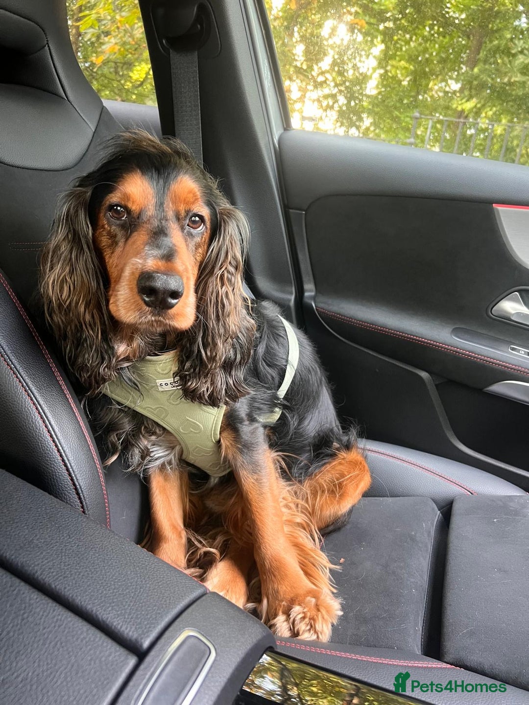 Cocker Spaniel dogs for sale: Rocky - 4.5 year old cocker spaniel - Image 2