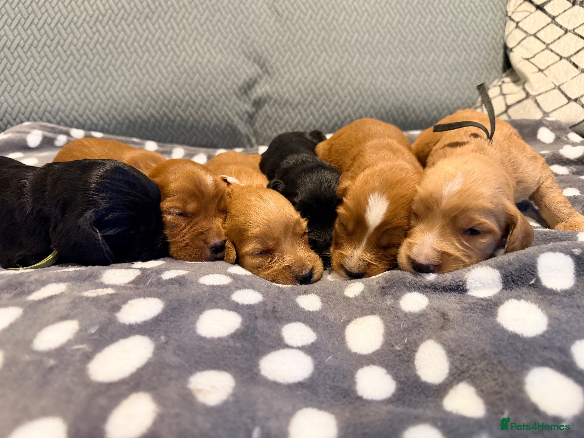 Cocker Spaniel dogs for sale: Working Cocker Spaniel Pups  - Advert 2