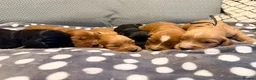 Cocker Spaniel dogs for sale: Working Cocker Spaniel Pups  - Advert 1