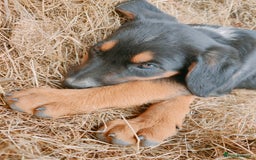 Huntaway dogs for sale: Male Huntaway Pups  - Image 1