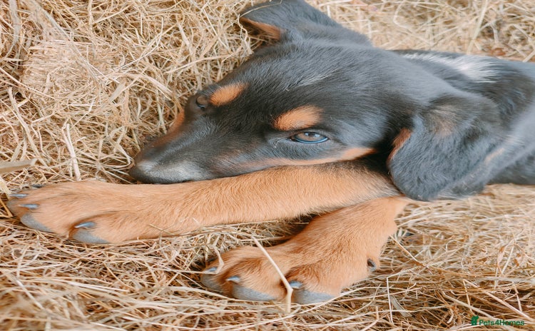 Huntaway dogs - Advert 2