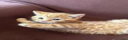 Mixed Breed cats for sale: Stunning kittens ready now - Advert 3