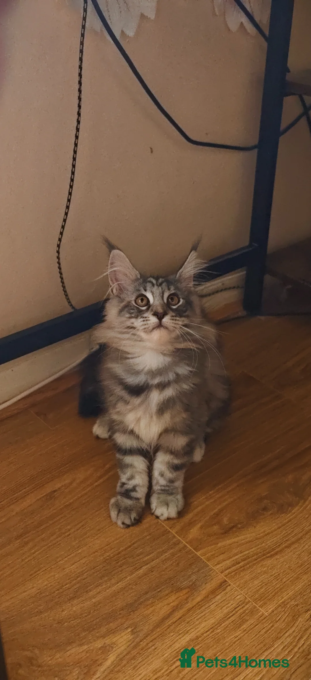 Maine Coon cats for sale: Champion Blood Line  Purebred Mainecoon LAST ONE - Advert 2