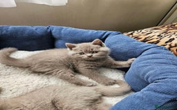 British Shorthair cats for sale: British Shorthair - Ready for Their Forever Homes! - Image 7