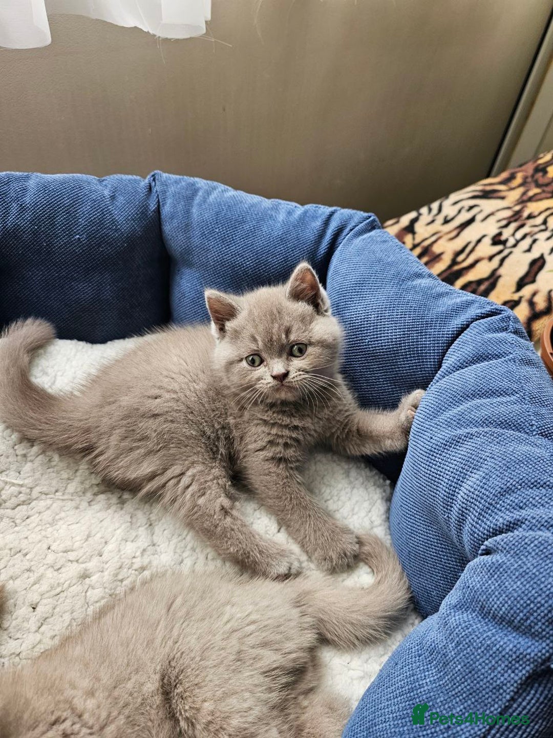 British Shorthair cats for sale: British Shorthair - Ready for Their Forever Homes! - Image 7