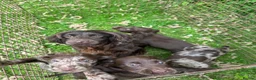 Cocker Spaniel dogs for sale: Cocker spaniel puppies for sale in ELY - Advert 1
