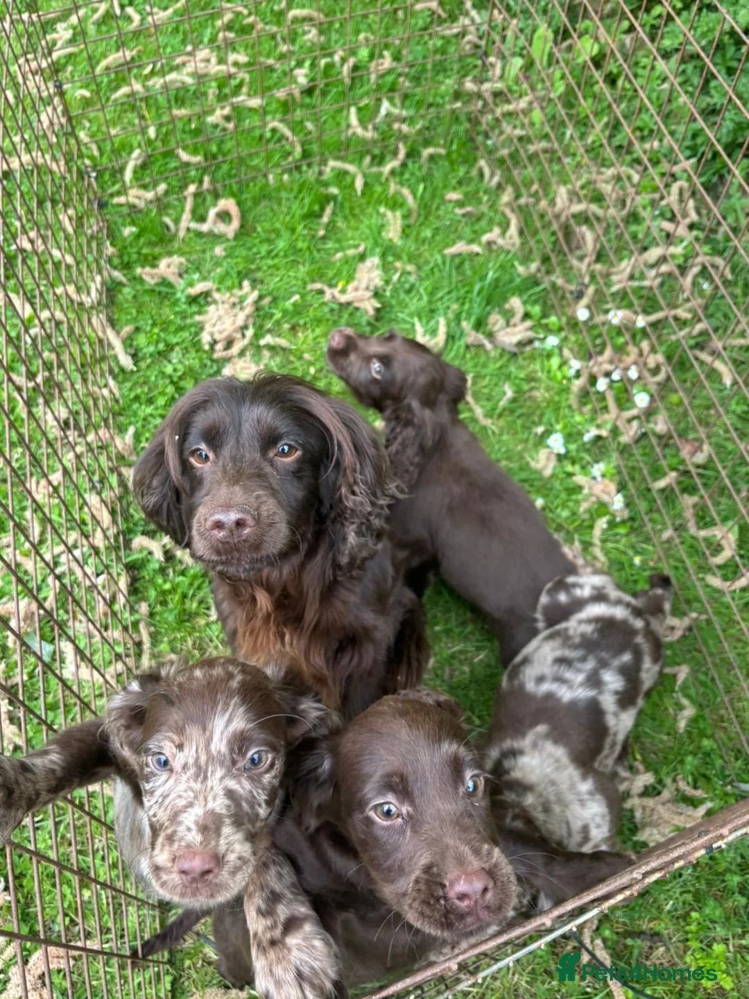 Cocker Spaniel dogs for sale: Cocker spaniel puppies for sale in ELY - Advert 1
