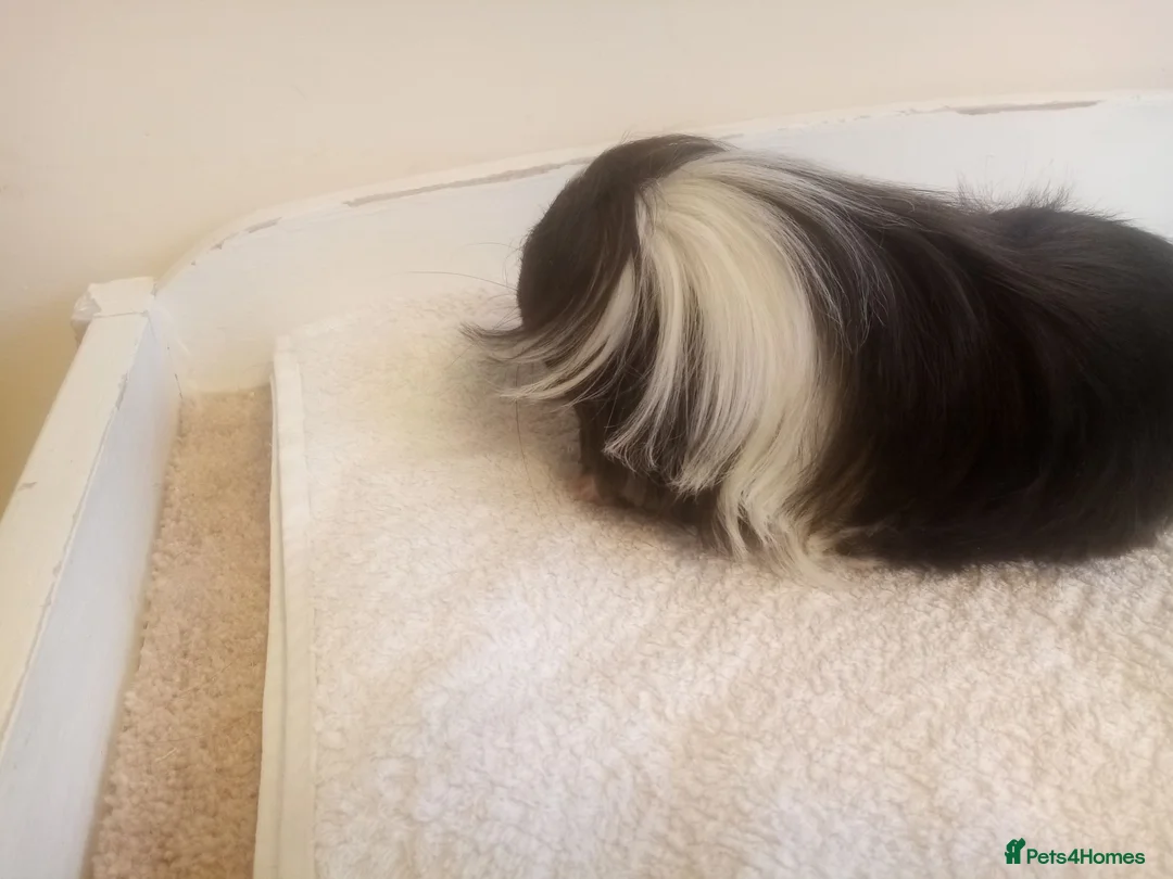 Guinea Pig rodents for sale: Sheltie Guinea Pig Boars 4 mths old - Advert 2