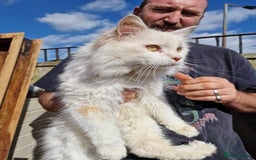 Maine Coon cats for sale: TICA Registered Maine Coon Kittens. Ready NOW in Doncaster - Image 5