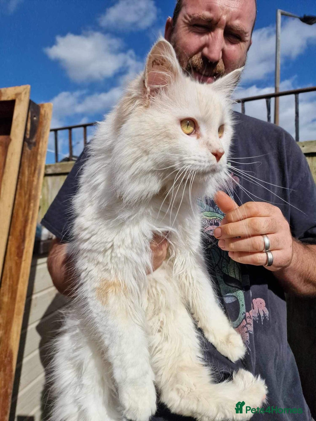 Maine Coon cats for sale: TICA Registered Maine Coon Kittens. Ready NOW in Doncaster - Image 5