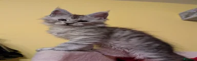 Maine Coon Kitten 2