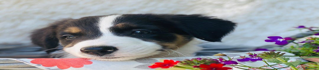 Border Collie Puppy 6