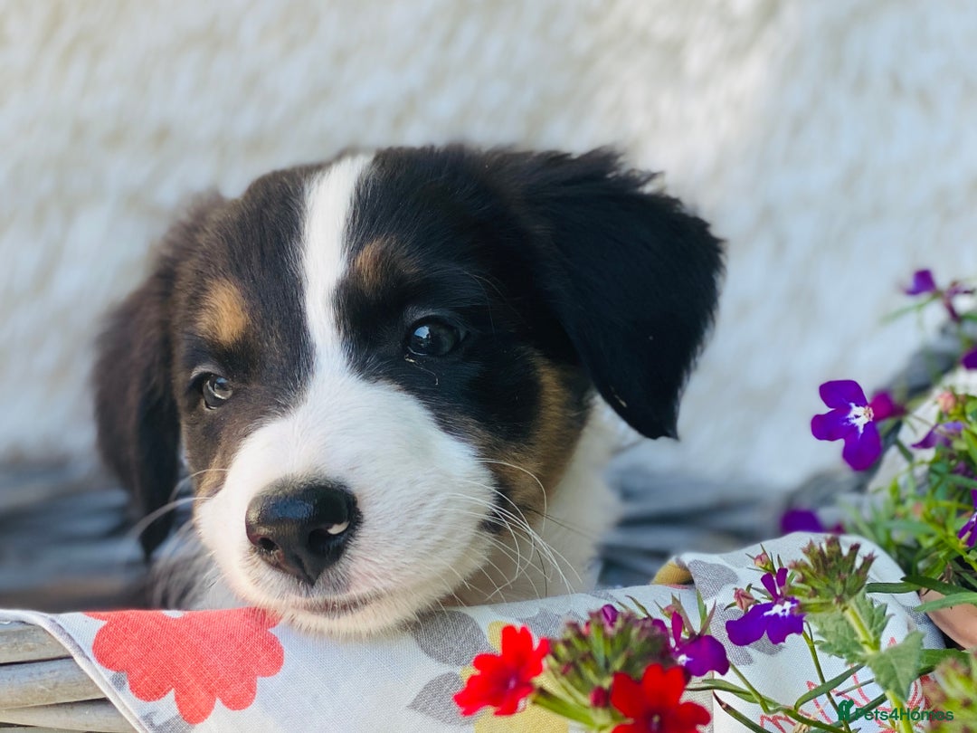 Border Collie dogs for sale: KC Reg Border Collie Puppies Health Tested Parents - Image 6