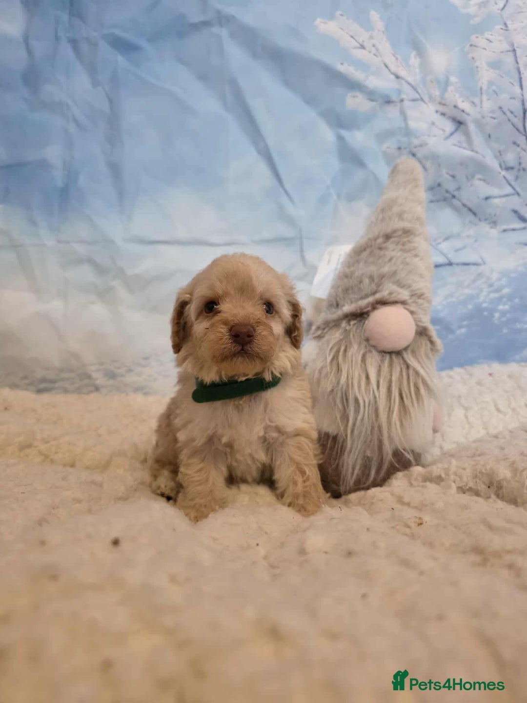 Miniature Poodle dogs for sale: One wee boy 💙READY NOW  - Advert 5