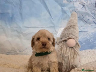 Miniature Poodle dogs Miniture poodle babies - Advert 7