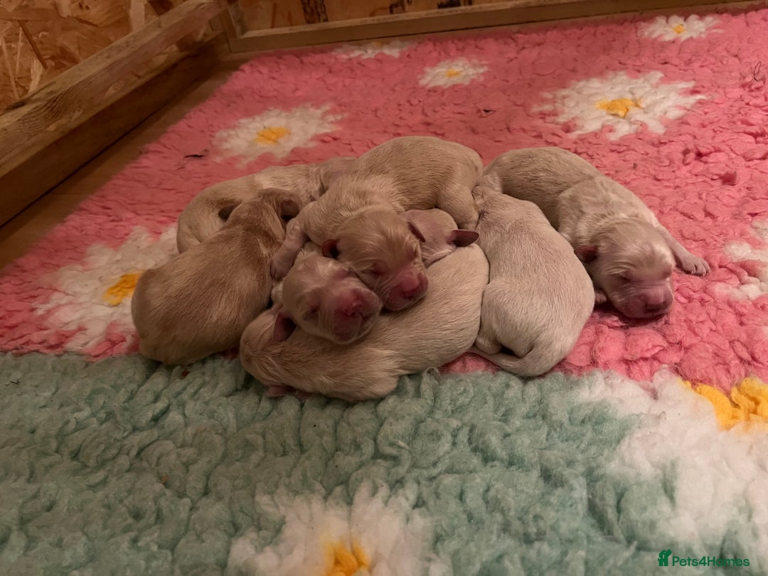 Golden Retriever dogs for sale:  Golden Retriever Puppies – KC Registered - Advert 14