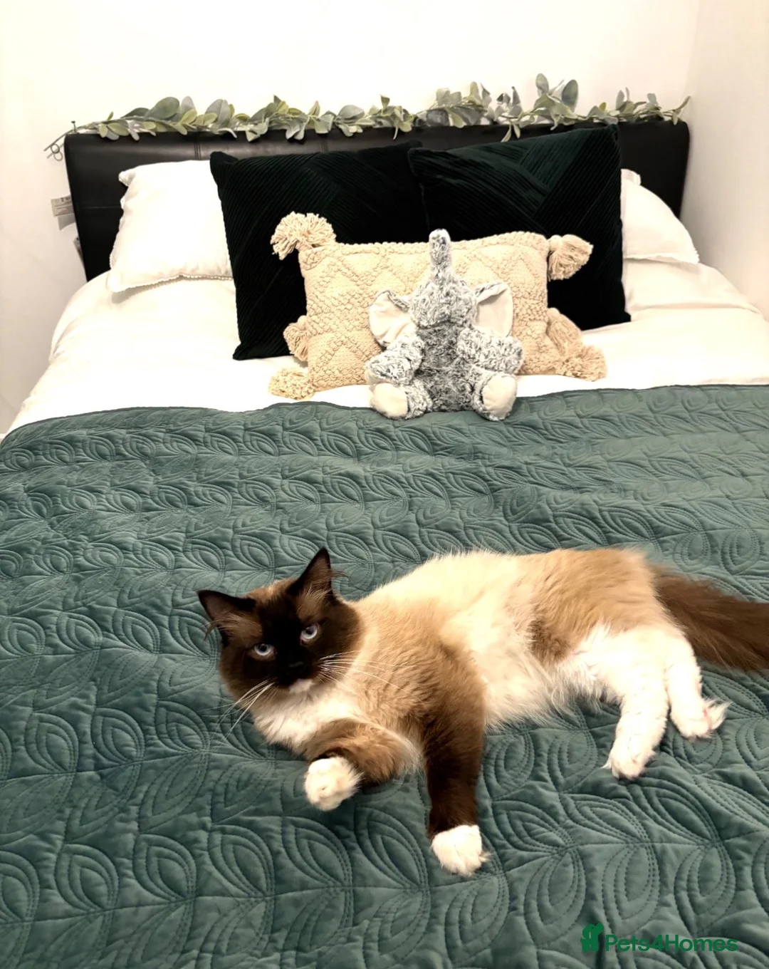 Ragdoll cats for sale: Ragdoll male 4.5 years old  - Advert 2