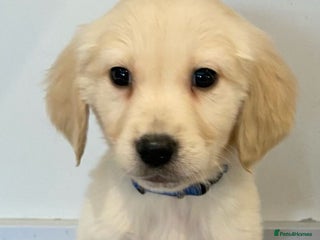 Golden Retriever dogs - Advert 2