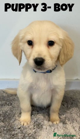 Golden Retriever dogs - Advert 4