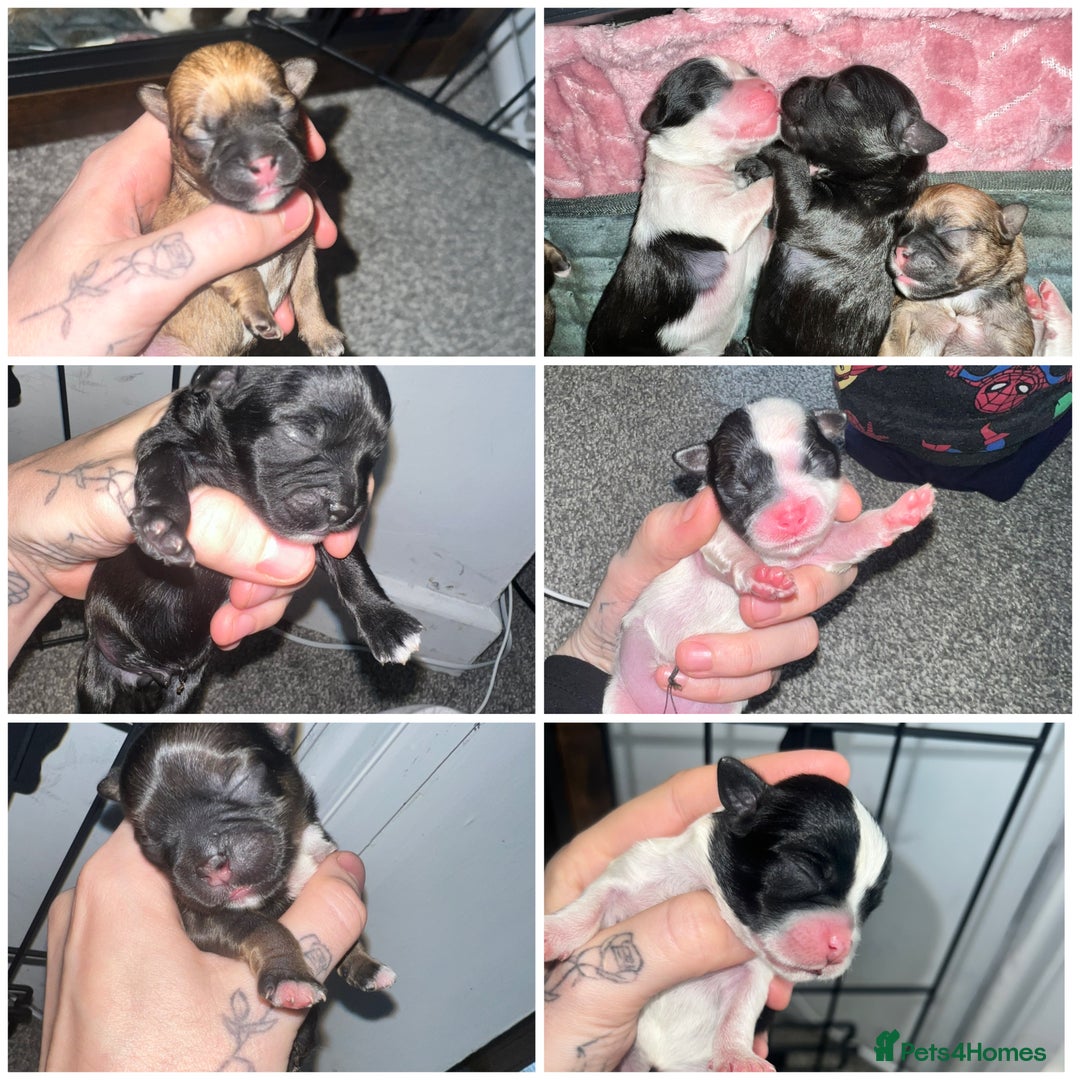 Mixed Breed dogs for sale: Shih tzu x Bichion  - Image 1