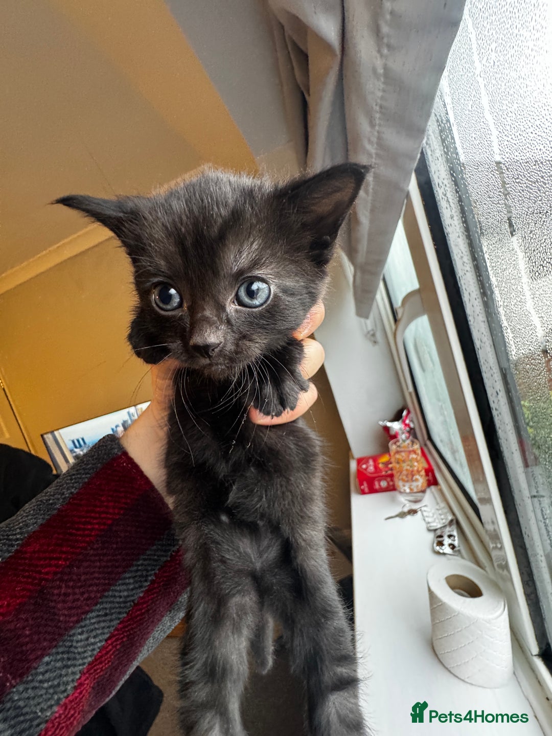 Mixed Breed cats for sale: Bombay cat  - Advert 11