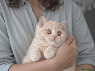 British Shorthair cats Reserved ! Cream girl - Advert 20
