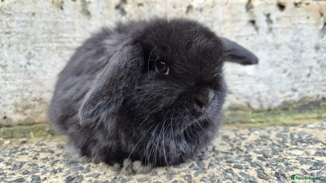 Mini Lop rabbits for sale: 2 mini lops left 1 boy 1 girl  - Advert 3