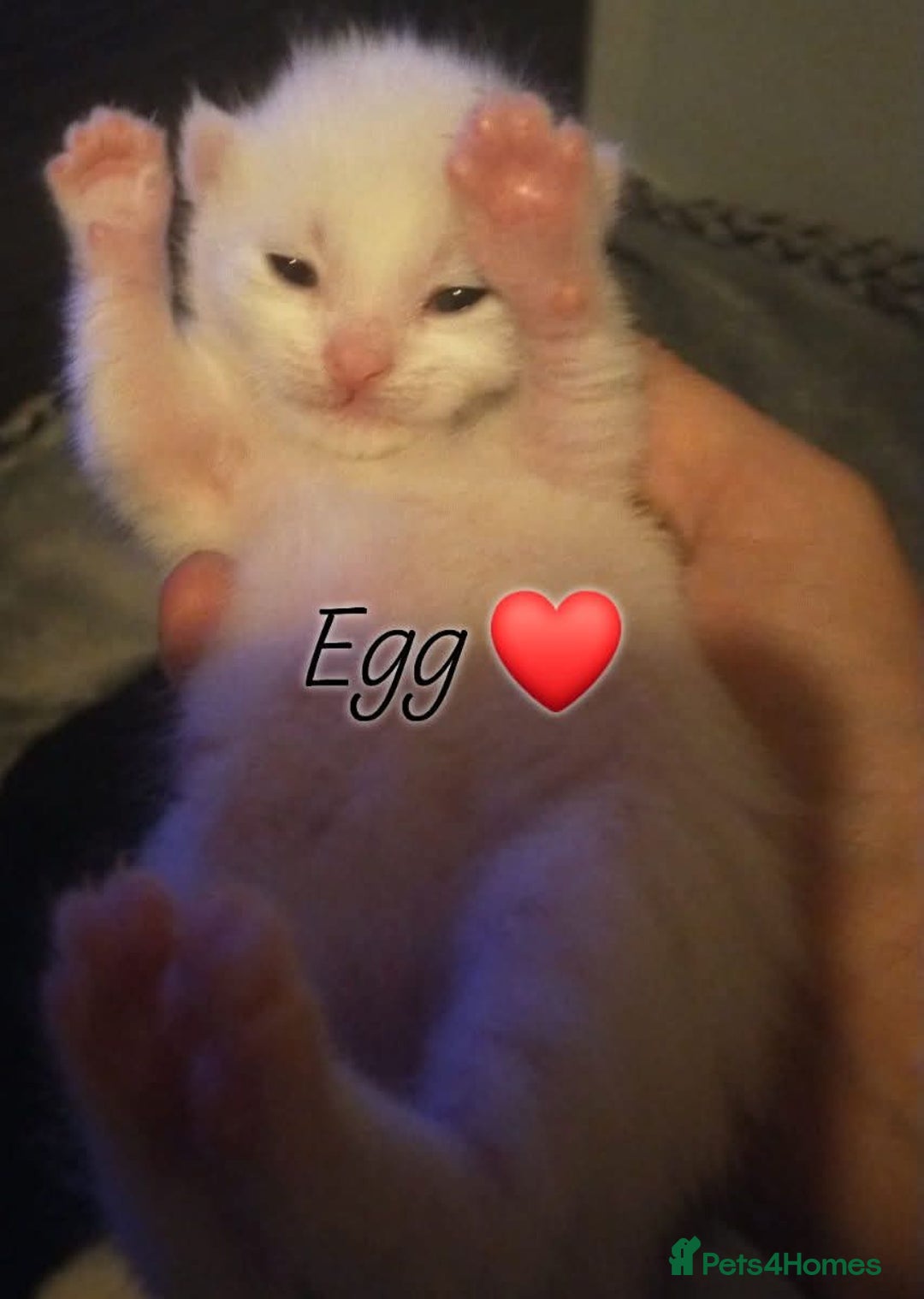 Mixed Breed cats for sale: White long haired kittens for sale in Fleetwood - Image 20
