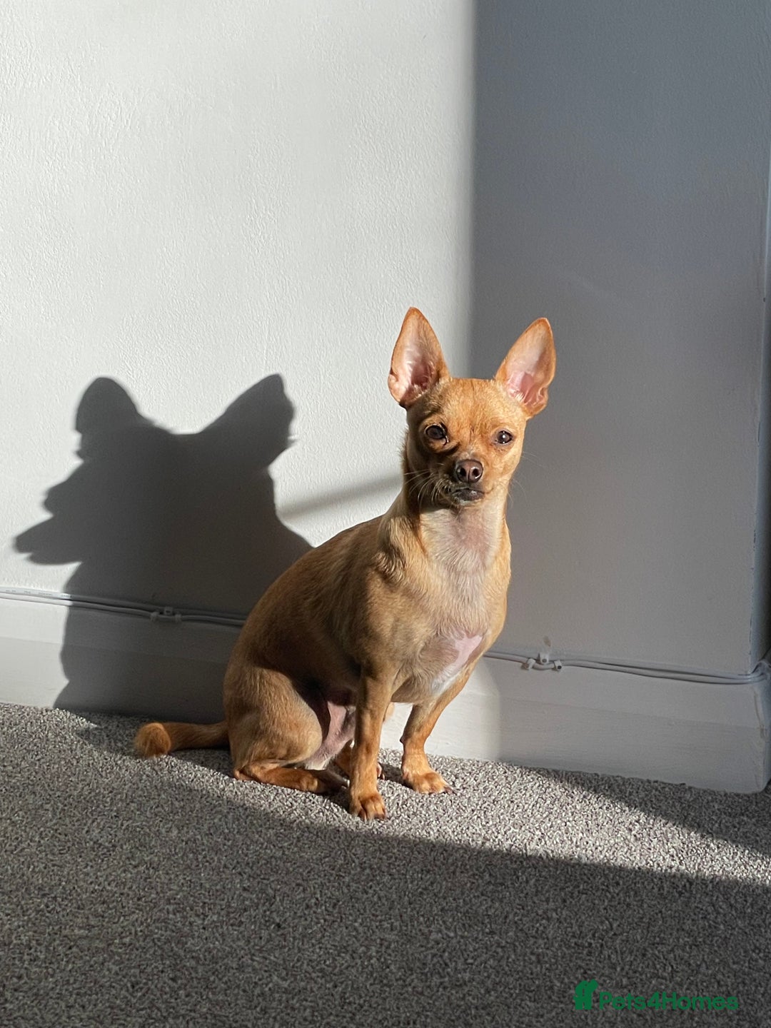 Chihuahua dogs for sale: Chihuahua dog for rehoming - Advert 7