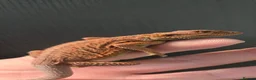 Bearded Dragon reptiles for sale: Red Monster blue bars and Hypos and Trans - Advert 1