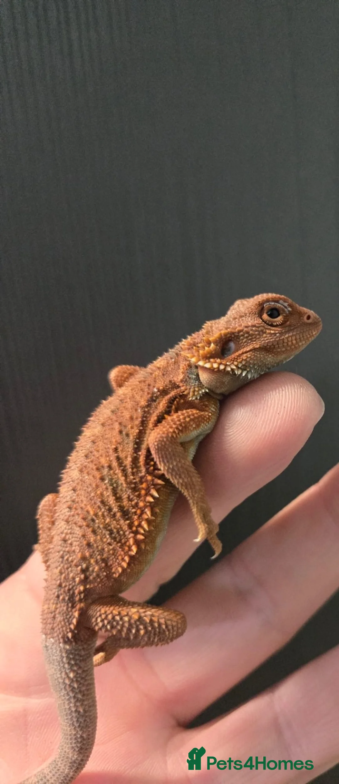 Bearded Dragon reptiles for sale: Red Monster blue bars and Hypos and Trans - Advert 1