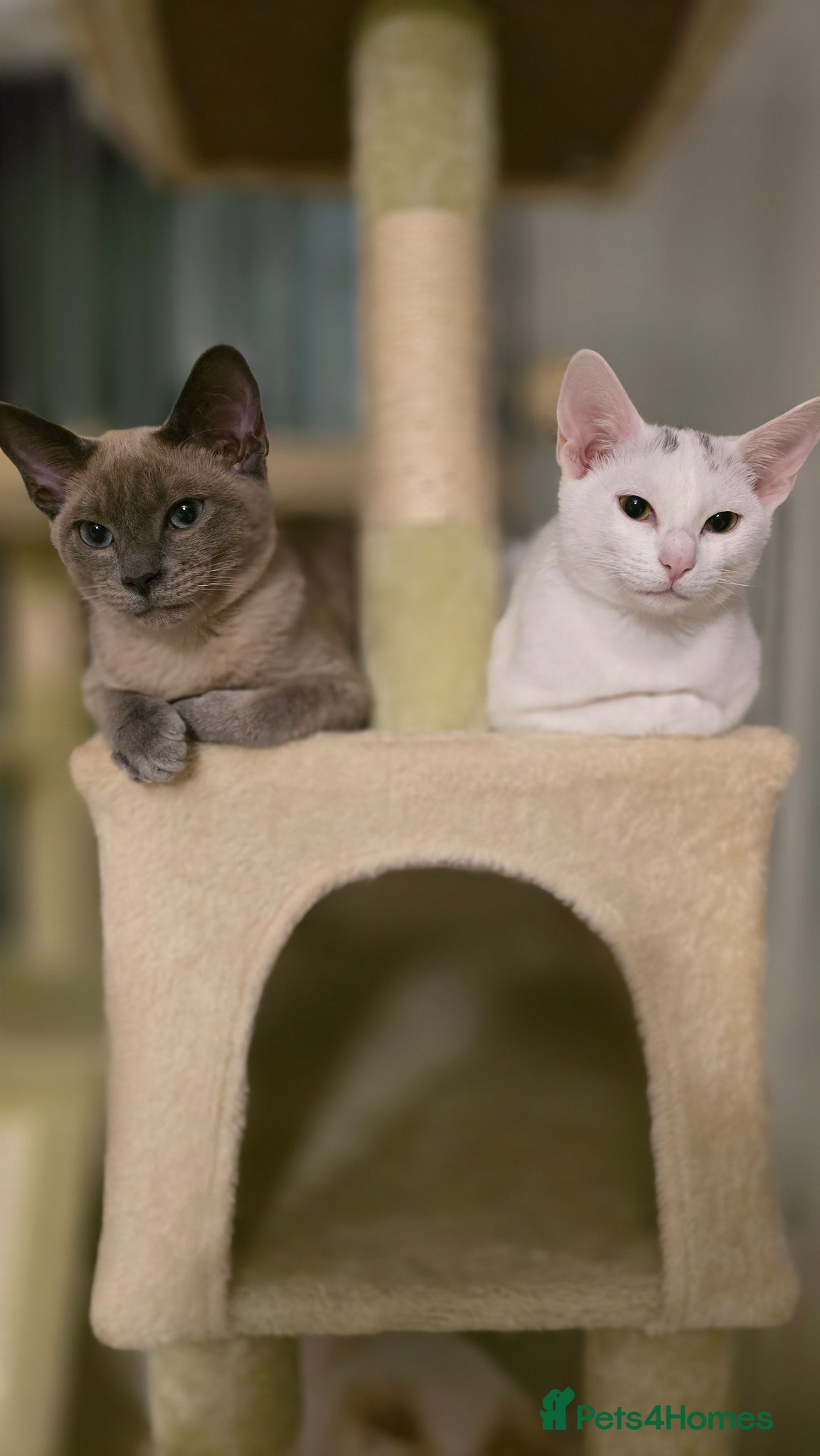 Siamese cats Siamese/Russian Blue very sweet little girl - Advert 2
