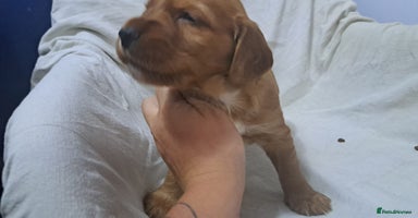 Cocker Spaniel dogs - Advert 14
