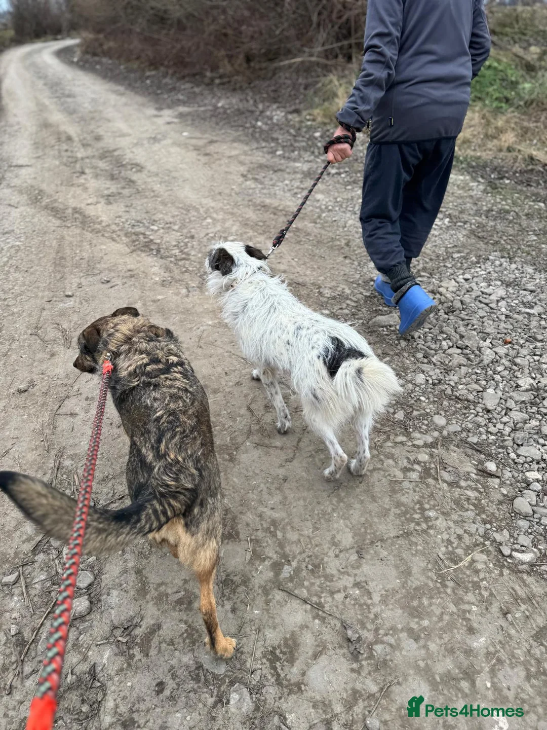 Mixed Breed dogs for adoption: 🐾MIRA🐾, a beautiful young girl for a Loving Home - Advert 13