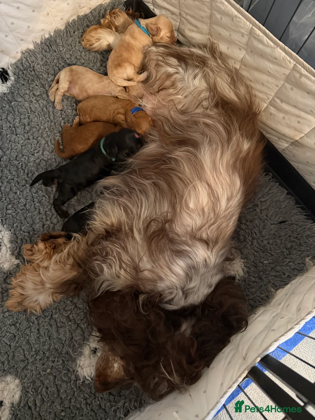 Cockapoo dogs for sale: F1 cockapoo puppies - Advert 10