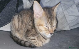 American Shorthair cats for sale: 5 Adorable Tabby/Ginger Kittens Looking For Homes - Image 8