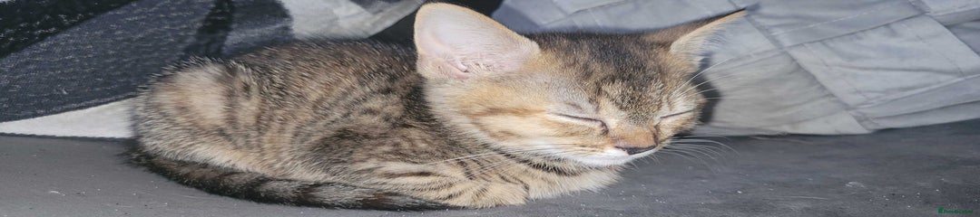 Tabby