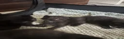 British Longhair cats for sale: 3 gorgeous black male kittens available  - Advert 9