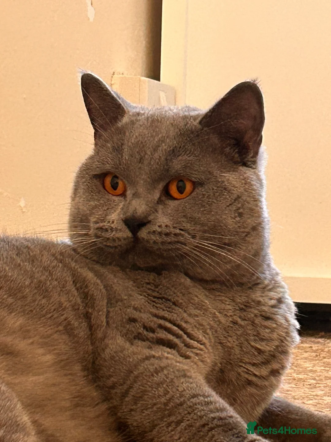 British Shorthair cats for sale: Two brothers 4.5 yrs old  - Advert 2