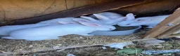 New Zealand rabbits for sale: Pure New Zealand white - Advert 3