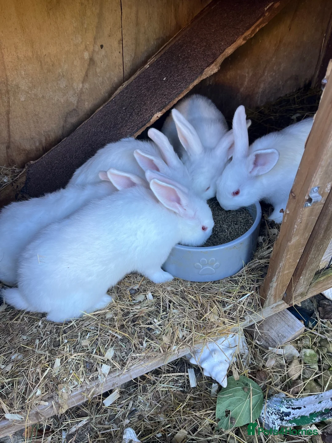 New Zealand rabbits for sale: Pure New Zealand white - Advert 3