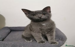 Ragdoll cats for sale: Stunning Ragdoll kittens - Image 5