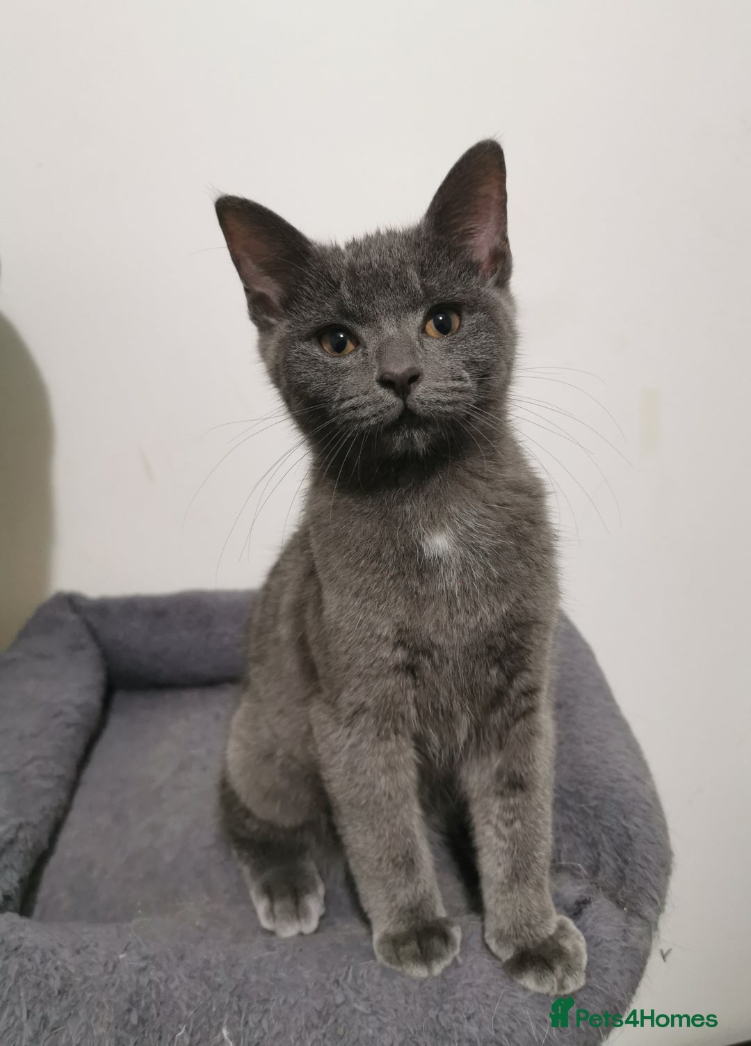 Ragdoll cats for sale: Stunning Ragdoll kittens - Image 5