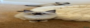 Ragdoll 6